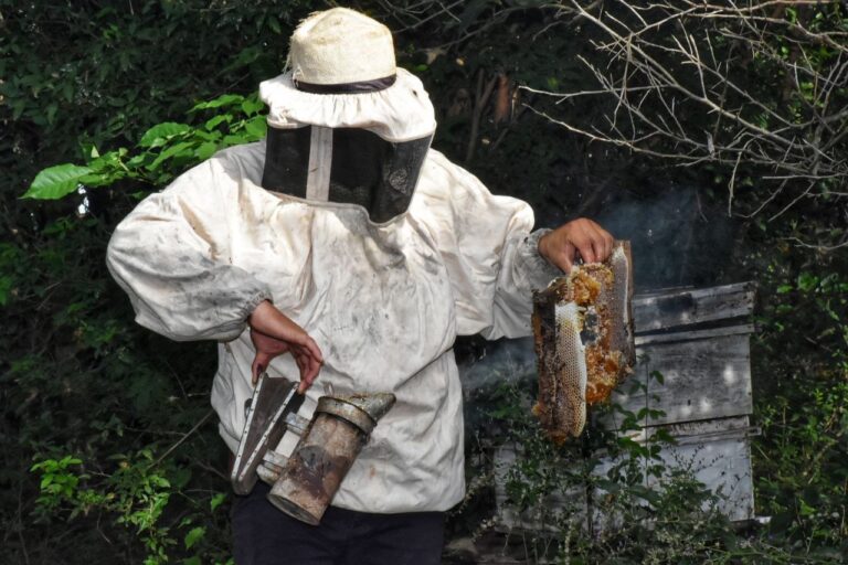 Itapúa fomenta producción apícola