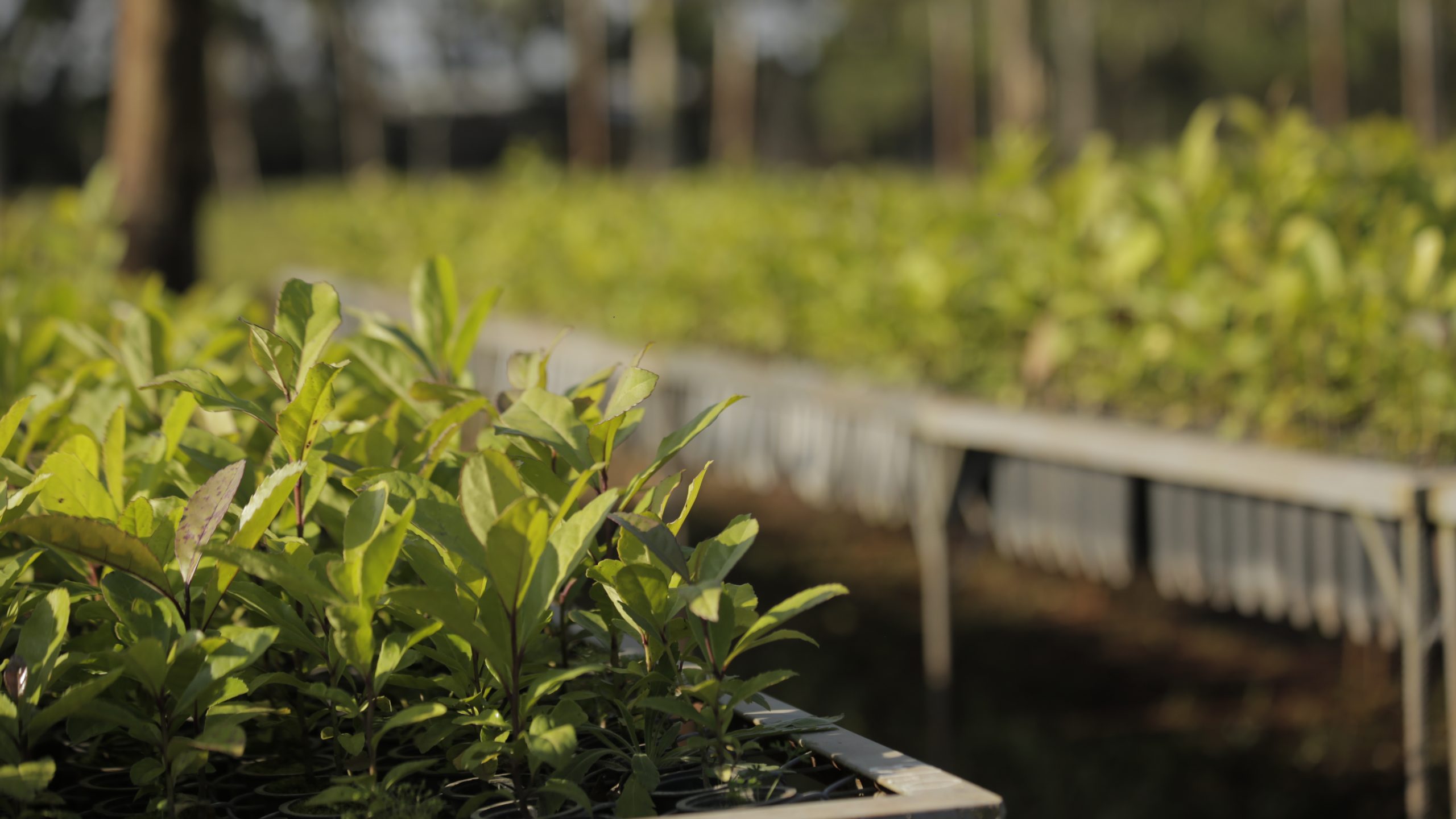 Plantines de Yerba Mate