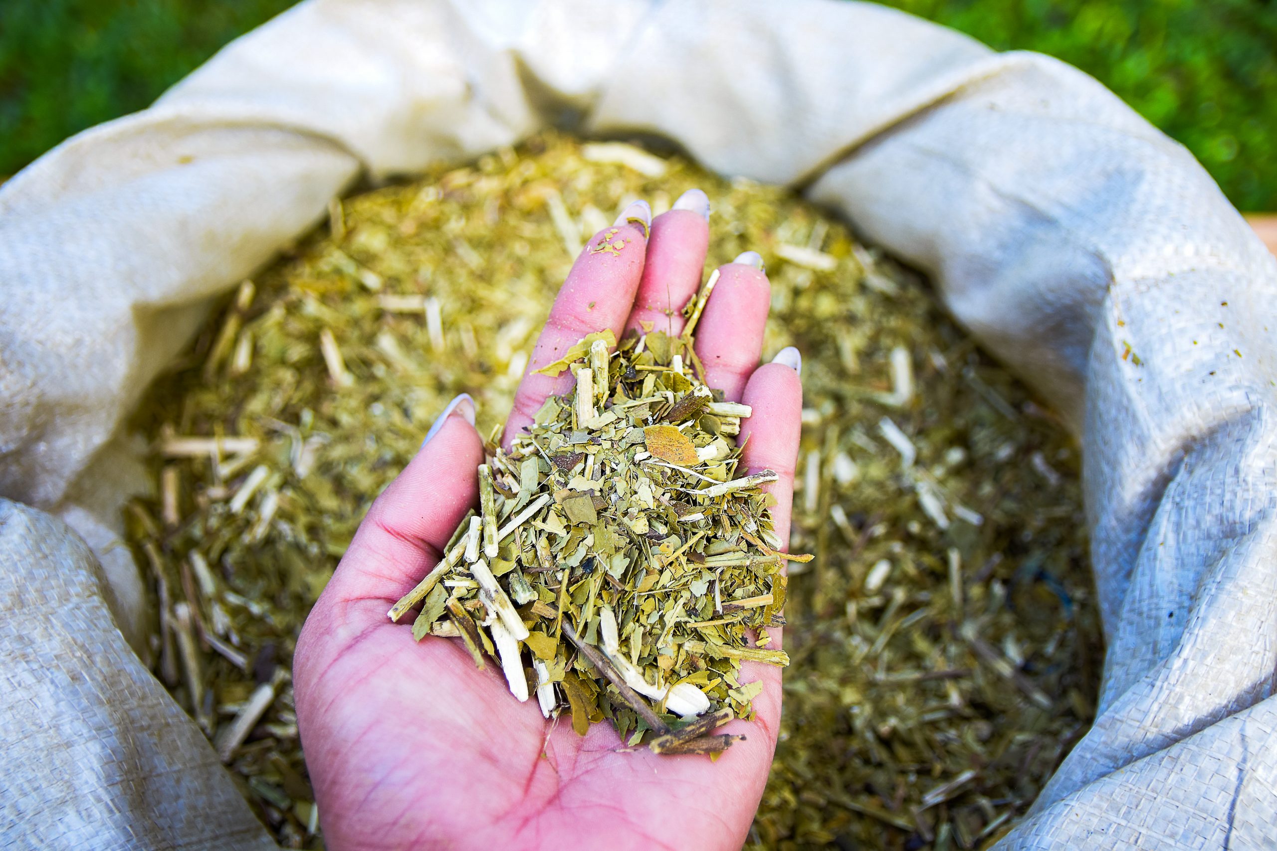 Yerba Mate Procesada