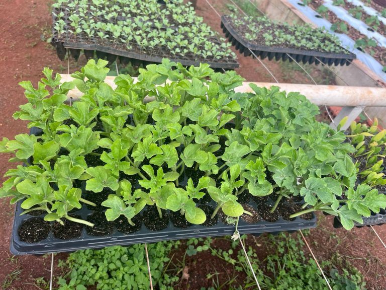 CECTEC SIGUE EN PLENA PRODUCCIÓN DE PLANTINES EN PIRAPEY – EDELIRA
